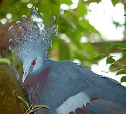 Victoria crowned pigeon (Goura victoria)