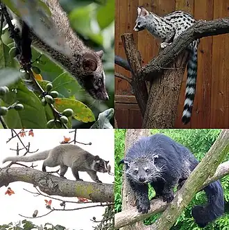 A mosaic of four small photos of viverrids in trees