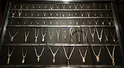 Hyoid bones of various birds in the Natural History Museum, Vienna