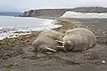 Walruses resting on the shore of Severny Island.
