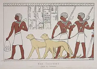 Close full-body view of a cheetah