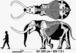 Skeleton of the American mastodon, Mammut americanum (Mammutidae)