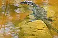 Asian water monitor
