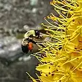 Bumblebee sp. pollinating flowers of E. stenophyllus var. stenophyllus in Wave Hill garden, Bronx