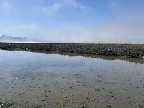 Pickleweed surrounding a pond in Wednesday Island in Morro Bay, CA