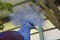 Western crowned pigeon
