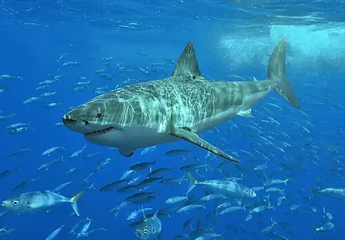The great white shark is involved in the most fatal unprovoked attacks[12]