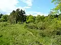 Scrub, conifers and deciduous trees Wigpool Common