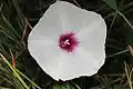 Ipomoea pandurata