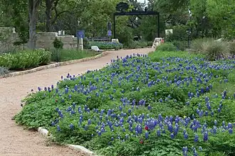 Blue bonnet trail