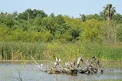 Willow Lake with birds (left to right black-necked stilts, cattle egrets, black-bellied whistling-ducks, a grackle, and coot)