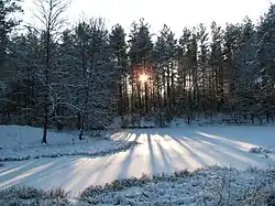 Marcinkonys area during winter