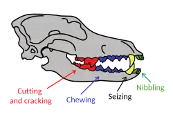 Nibbling by the incisors at the front of the mouth, next the canines for seizing, next the premolars for chewing, next the carnassials and molars for cutting and cracking