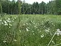Cottongrass on the raised bog near Hetendorf