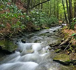 A stream flowing over rocks and between evergreen trees