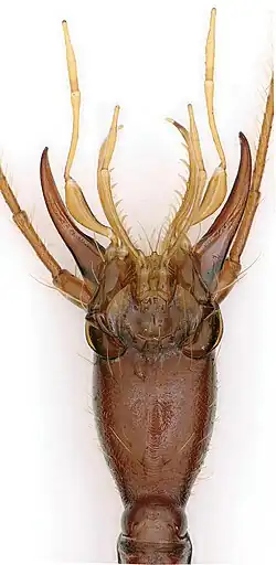 Close-up of a beetle gead