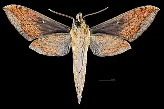 Xylophanes nabuchodonosor ♂ △