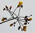Cochlospermum religiosum flowers in Kolkata
