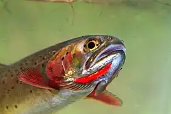 Photo of cutthroat trout head with red throat slashes