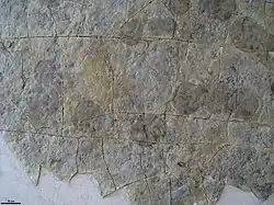 Yorgia chain of trace platforms terminate by the body of the animal (right).