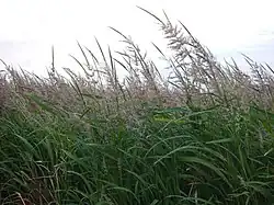 Greenish-purple wild rice waves in the breeze against a white sky.