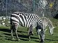 Zebras