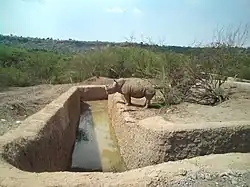 Rhinoceros in Zoofari