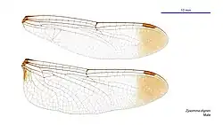 Male wings