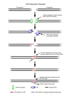 This image shows the mechanism explained in the article.